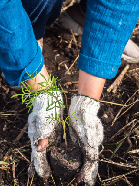 istock Grow young seedling of cosmos 1127533181