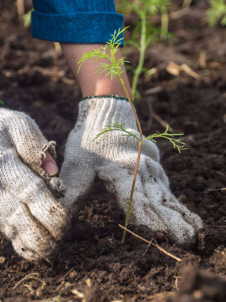 istock Grow young seedling of cosmos 1127533466