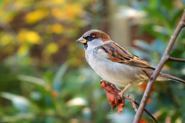 House Sparrow in nature House sparrow male simple posing on stump. House Sparrow (Passer domesticus) sits on a branch. Songbird in the nature habitat passer domesticus stock pictures, royalty-free photos & images