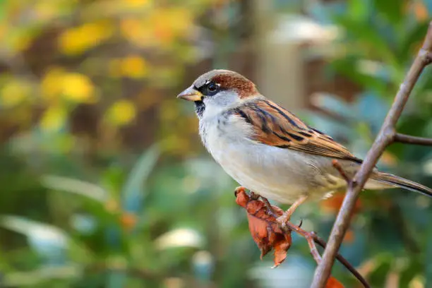 Photo of House Sparrow in nature