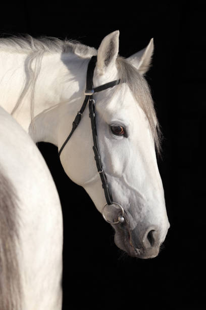 istock Pure Spanish dapple grey horse or PRE, portrait against  dark background 1127534100