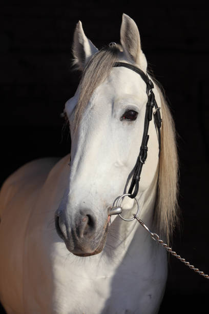 istock Pure Spanish dapple grey horse or PRE, portrait against  dark background 1127534105