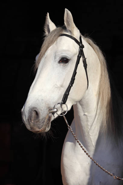 istock Pure Spanish dapple grey horse or PRE, portrait against  dark background 1127534108