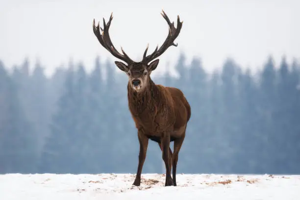 Single Injured Adult Noble Red Deer With Big Beautiful Horns  At Blue Forest Background. Wildlife Landscape With Snow And Deer Stag With Big Antlers. Belorussian Wildlife Image With Deer Elk