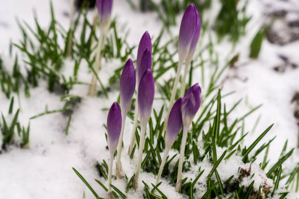istock Crocuses in a winter landscape 1127536538