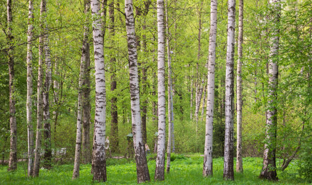 birches Spring forest. Grove with birches on a sunny day. Background image for design birch tree stock pictures, royalty-free photos & images