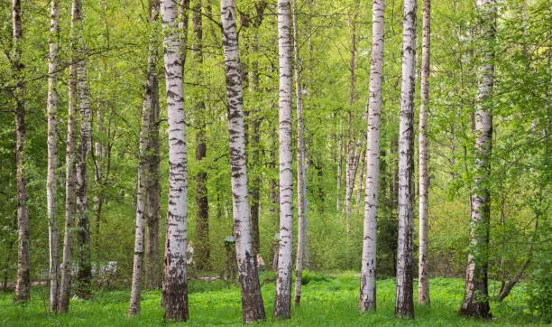 Photo of birches
