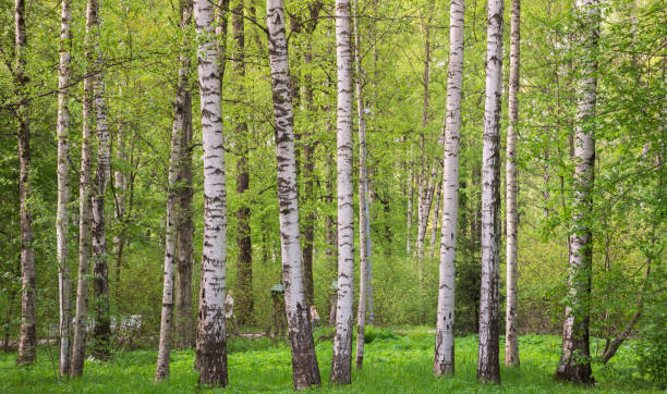 birches - birch - fotografias e filmes do acervo