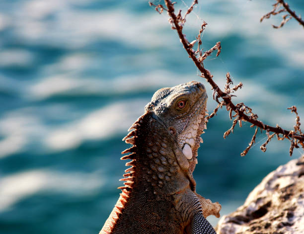 istock Iguana portrait against a blurred blue Ocean background 1127538586