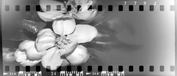 Black and white film strip frame with apple flowers.