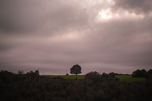 Un árbol solitario en un prado bajo un cielo amenazante photo