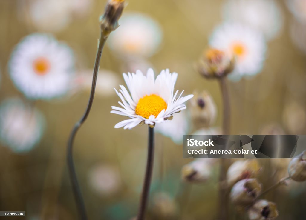 A group of daisies in bloom in spring Art Stock Photo