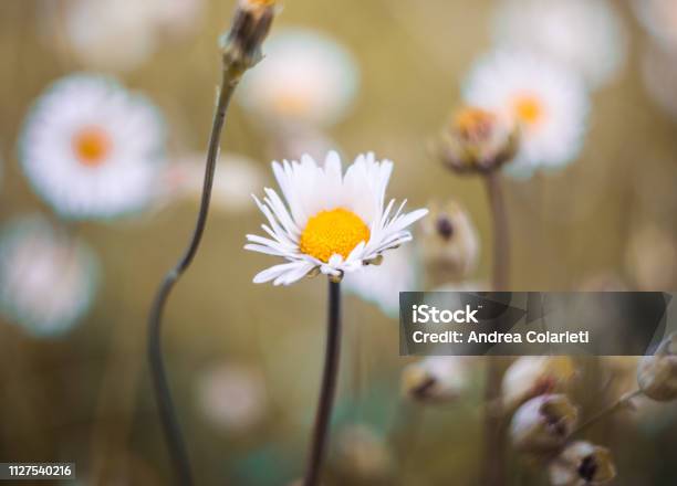 A Group Of Daisies In Bloom In Spring Stock Photo - Download Image Now - Art, Backgrounds, Beauty