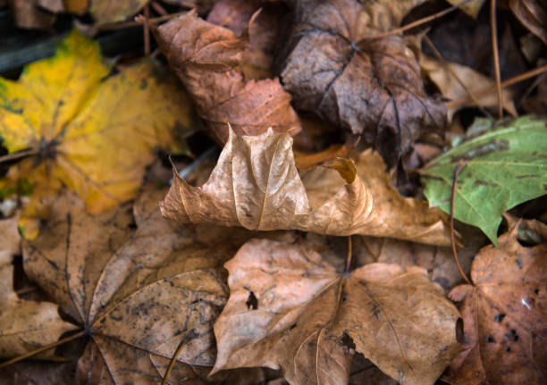 istock Autumn leaves on the ground 1127540741