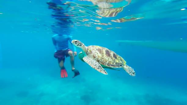 istock Man With Turtle Swimming In Sea 1127540771