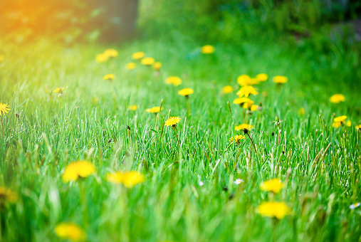 Wild Dahlberg Daisies