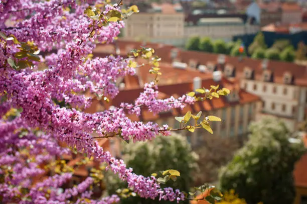 Pink blossom in the city of Prague
