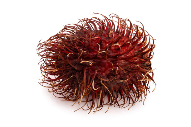 istock rambutan isolated on white background. Tropical fruit. Nephelium lappaceum 1127541950