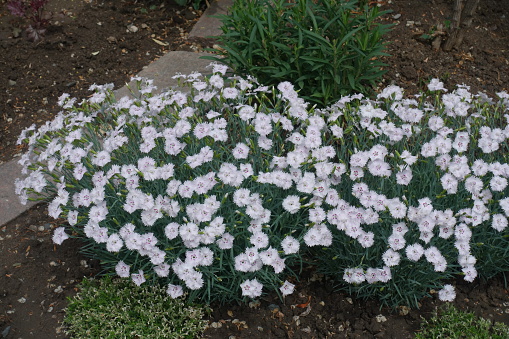 Cushion of white flowers of garden pink in May