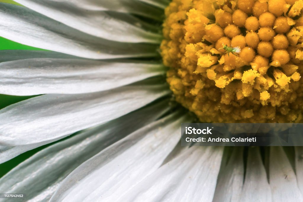 Close-up of a daisy with white corolla petals Agricultural Field Stock Photo