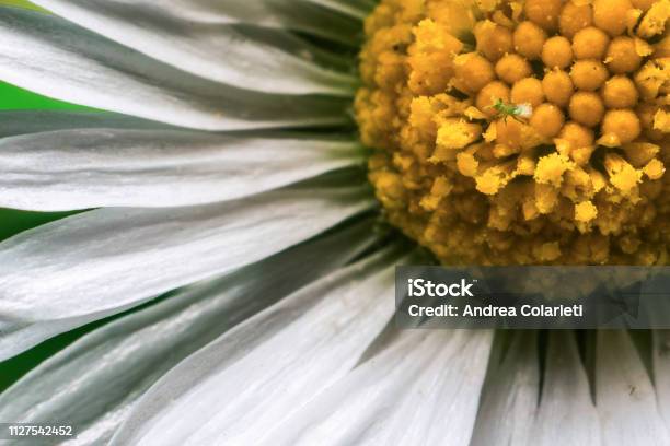 Closeup Of A Daisy With White Corolla Petals Stock Photo - Download Image Now - Agricultural Field, Beauty, Beauty In Nature