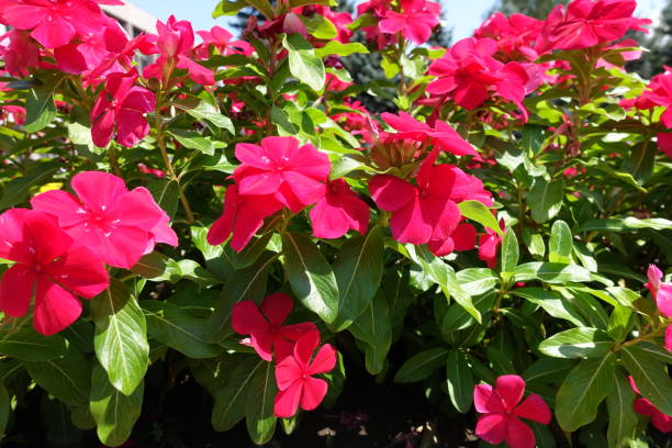 istock Rose periwinkle with red flowers in August 1127542494