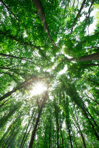 istock Forest trees. nature green wood sunlight backgrounds 1127542524