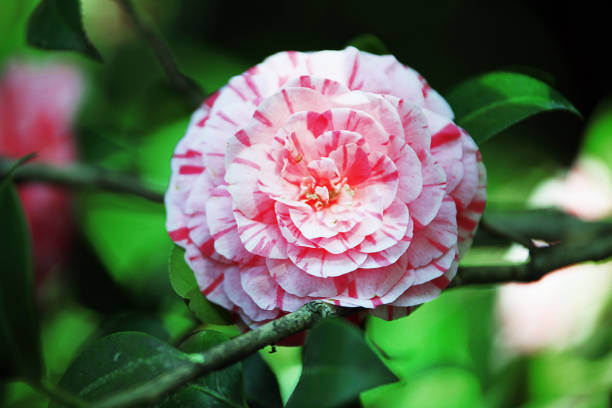 A flower of camellia variegated white and pink