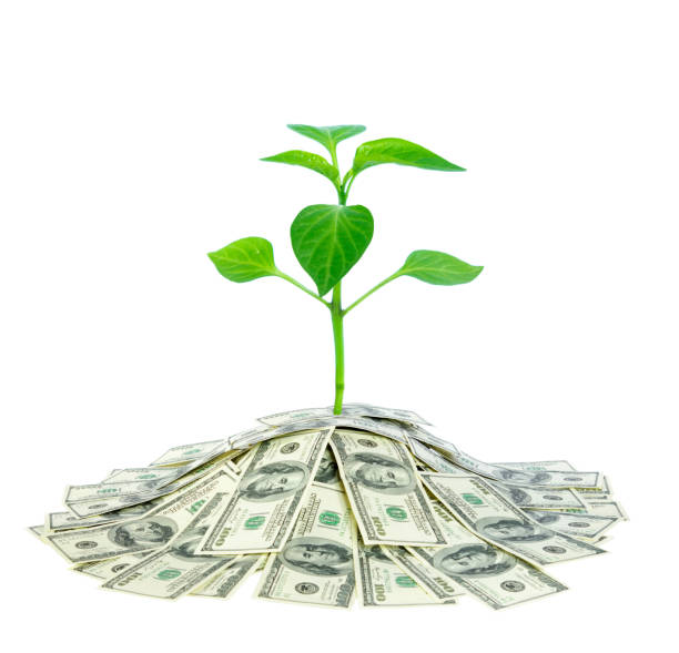 istock plant in money 1127542788