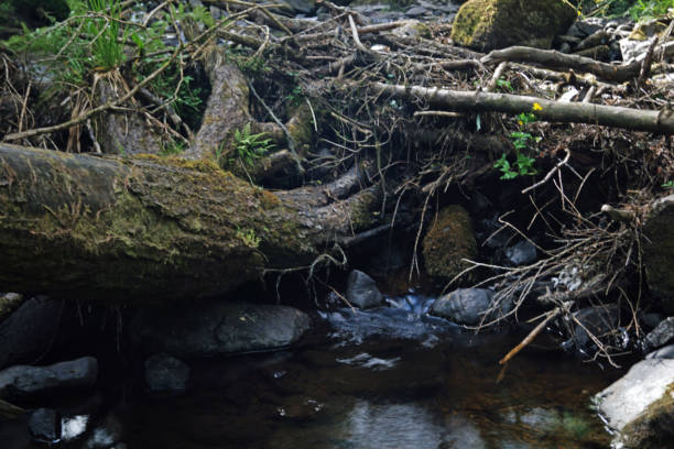 Glenariff Forest Park   Waterfall Trail Glenariff, Queen of the Glens, is one of Glenariff's nine Antrim. Glenariff Forest Park covers more than 1,000 hectares of planted forests, lakes, recreational areas and nature reserves. glenariff photos stock pictures, royalty-free photos & images