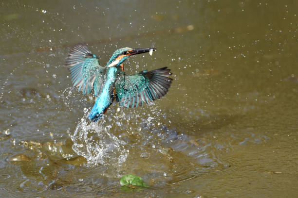 istock The kingfisher at the moment of catching a fish 1127544077