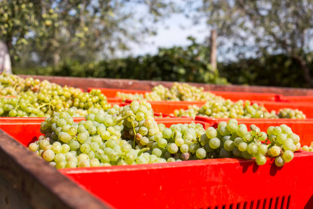 istock View Of Grapes In Crate 1127545257