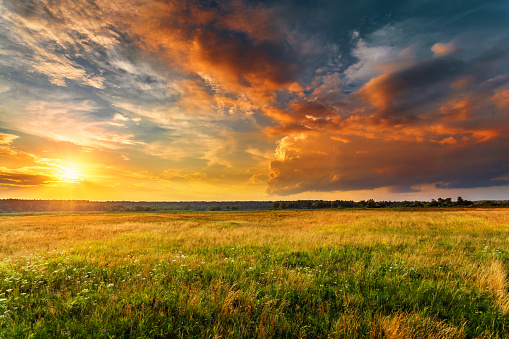 Sunset landscape with a plain wild grass field and a forest on background.