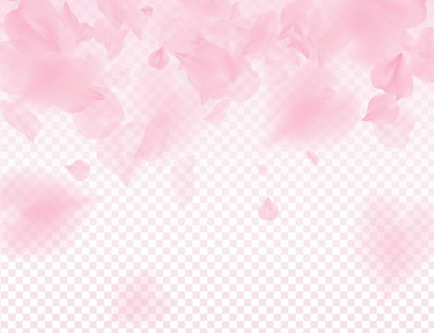 illustrazioni stock, clip art, cartoni animati e icone di tendenza di petali di sakura rosa sfondo trasparente. un sacco di petali cadenti 3d romantica illustrazione di san valentino. sfondo leggero tenero primaverile. design romantico traslucido della tenerezza della sovrapposizione - femininity