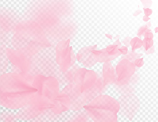 sakura blütenblatt fliegenden vektor hintergrund. rosa blütenblätter welle abbildung isoliert auf transparent weiß. 3d romantische valentinstag frühjahr zartes licht kulisse. überlagern sie zärtlichkeit romantik design - pastellblumen stock-grafiken, -clipart, -cartoons und -symbole