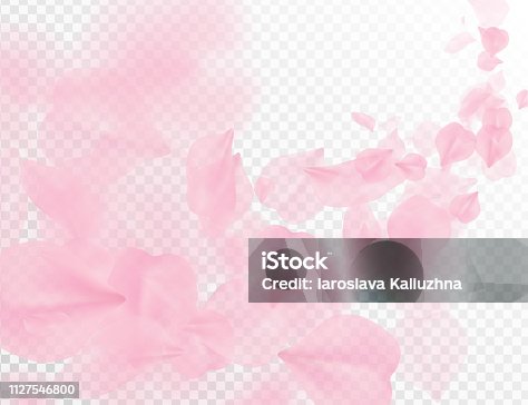 istock Sakura petal flying vector background. Pink flower petals wave illustration isolated on transparent white. 3D romantic valentines day spring tender light backdrop. Overlay tenderness romance design 1127546800