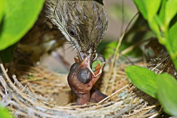 istock Young baby bird feeding in nest. 1127547153