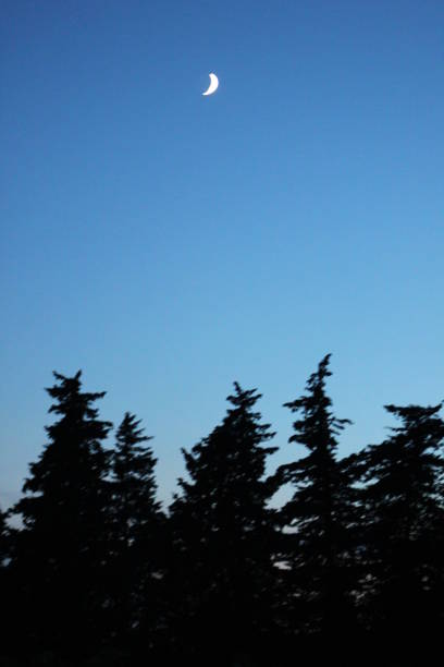 istock Crescent moon over French Trees Skyline 1127548933