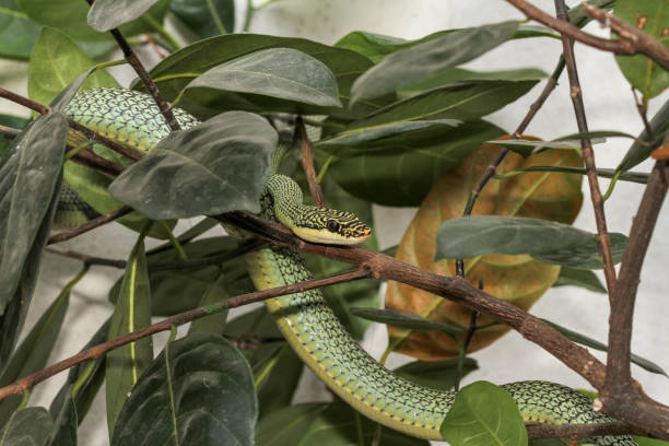 istock Close up green snake or Chrysopelea ornata on tree. 1127549239