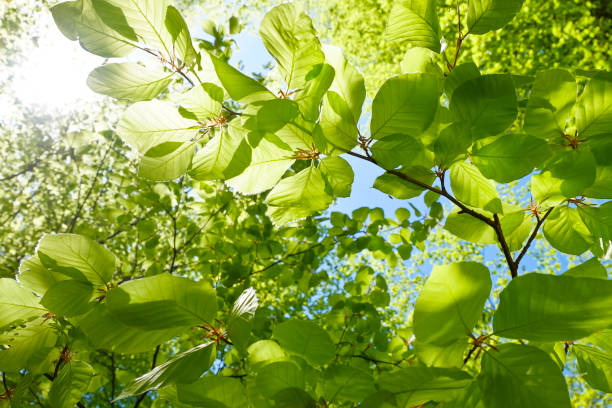 hojas de color verde fresco jóvenes en primavera - closeup de haya deja - beech leaf leaf green close up fotografías e imágenes de stock