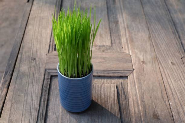 istock Rice seedlings in blue pot on wooden background 1127550542