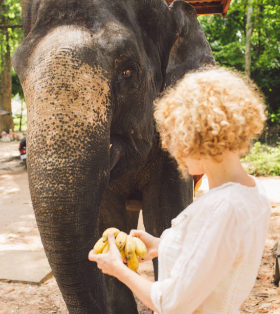 istock Woman Feeding Bananas To Elephant 1127551010