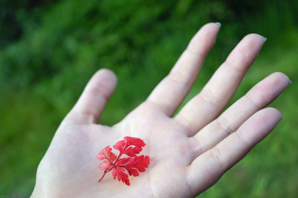 istock Glenariff Forest Park  red leaf in the hand 1127551331