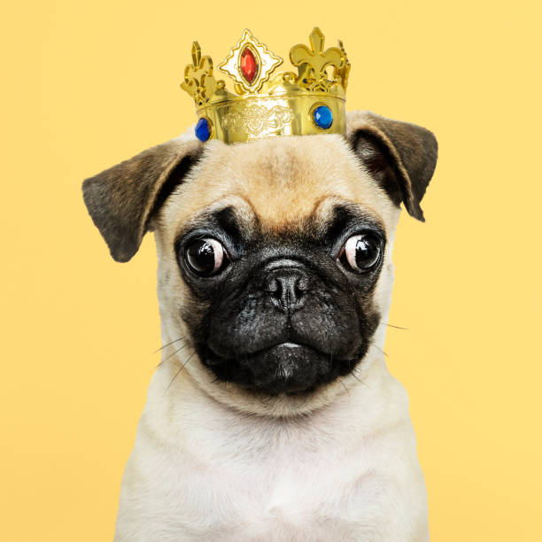 istock Cute Pug puppy in a gold crown 1127552668