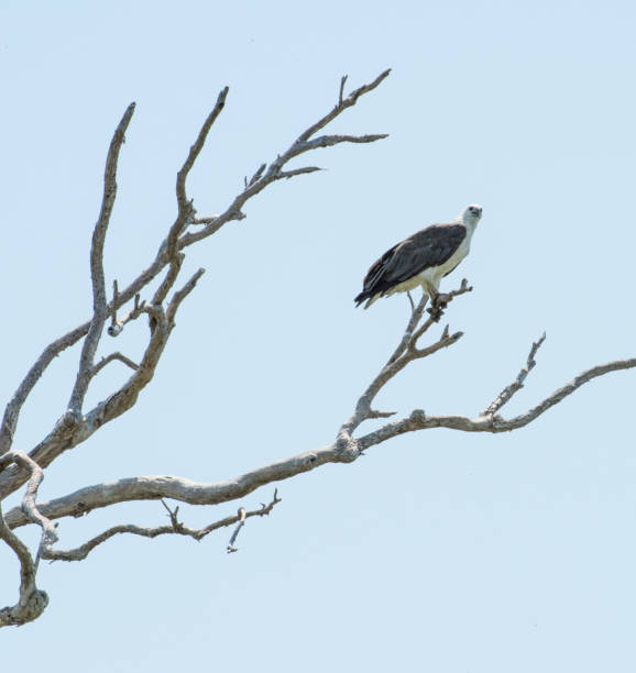 istock Low Angle View of White-Bellied Sea Eagle 1127552776