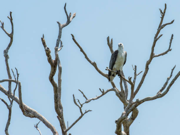 istock White-Bellied Sea Eagle in the Branches 1127552798