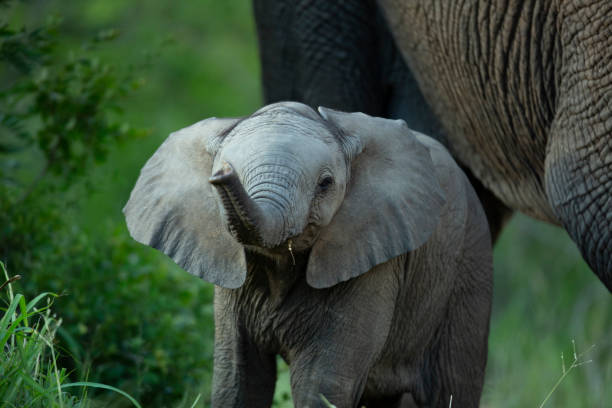 istock Elephant herd at a watering hold 1127554250