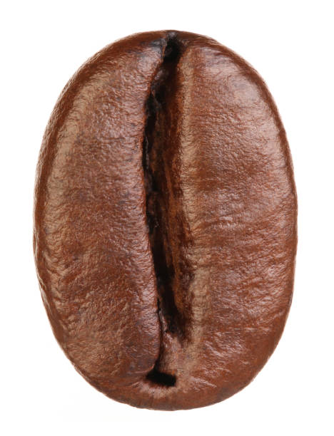 grain de café isolé sur fond blanc avec un tracé de détourage - coffee crop bean seed directly above photos et images de collection