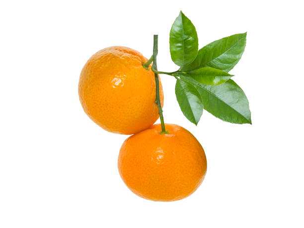 istock Fresh tangerines on  branch with green leaves isolated on white background 1127558347