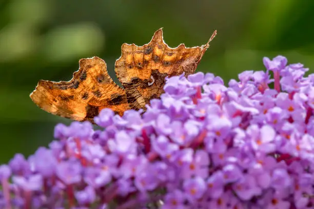 Comma butterfly (Polygonia c-album) hiding behind buddleia flowers. Wales, UK, July